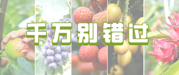 兴业策略 火龙果“巨无霸”上线！单果超1斤，清甜多汁等你来摘
